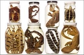 Biological specimens non infectious