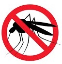 Mosquito