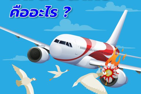 Bird Strike คืออะไร ?
