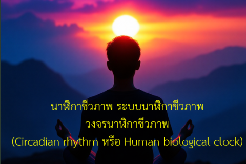 นาฬิกาชีวภาพ ระบบนาฬิกาชีวภาพ วงจรนาฬิกาชีวภาพ (Circadian rhythm หรือ Human biological clock)